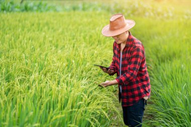 Asyalı genç çiftçiler araştırma tabletini kullanıyor ve tarlada pirinç çeşitlerinin gelişimi üzerinde çalışıyorlar. Verimliliği arttırmak için. Tarım teknolojisi kavramı