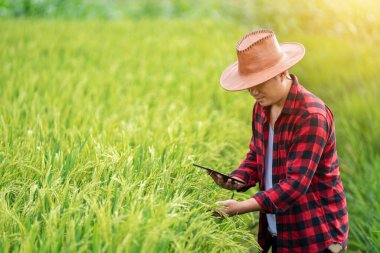 Asyalı genç çiftçiler araştırma tabletini kullanıyor ve tarlada pirinç çeşitlerinin gelişimi üzerinde çalışıyorlar. Verimliliği arttırmak için. Tarım teknolojisi kavramı