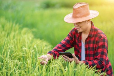 Asyalı genç çiftçiler araştırma tabletini kullanıyor ve tarlada pirinç çeşitlerinin gelişimi üzerinde çalışıyorlar. Verimliliği arttırmak için. Tarım teknolojisi kavramı.