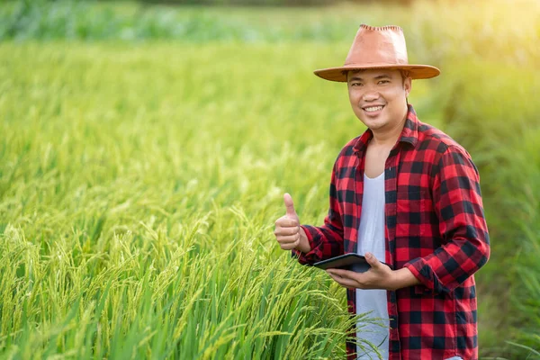 Azjatyccy Młodzi Rolnicy Korzystają Tabletu Badawczego Badają Rozwój Odmian Ryżu — Zdjęcie stockowe