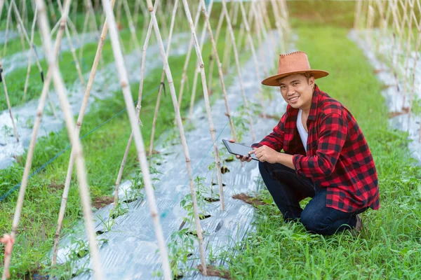Młodzi Rolnicy Azjatyccy Korzystają Tabletu Badawczego Badają Rozwój Odmian Pomidorów — Zdjęcie stockowe