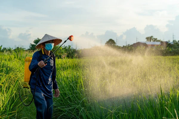 Agricoltore Asiatico Spruzzando Pesticidi Durante Nei Campi Riso Tempo Tramonto — Foto Stock