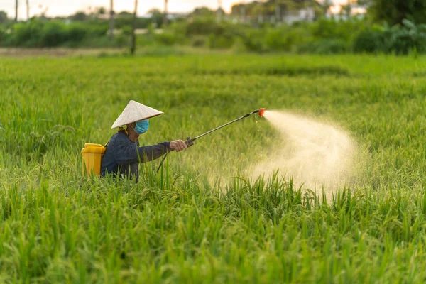 Agricoltore Asiatico Spruzzando Pesticidi Durante Nei Campi Riso Tempo Tramonto — Foto Stock