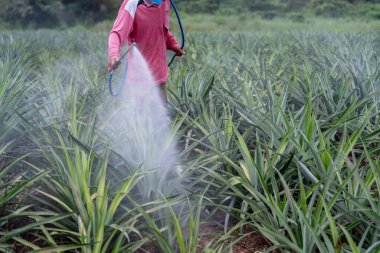 Çiftçi ananas bitkisi polen gübre karışımını ananas çiftliğine sıkıyor, tarım endüstrisi kavramı.