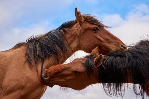 Två Bruna Hästar Närbild Mot Blå Himmel Med Moln — Stockfoto