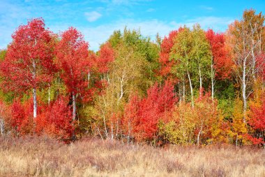 Güzel Renkli Sonbahar Ağaçları Koleksiyonu