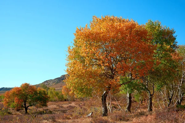 Multi colored autumn trees. Autumn colors.