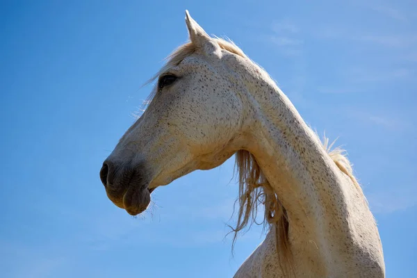 Portret Van Mooi Wit Paard Tegen Blauwe Hemel — Stockfoto