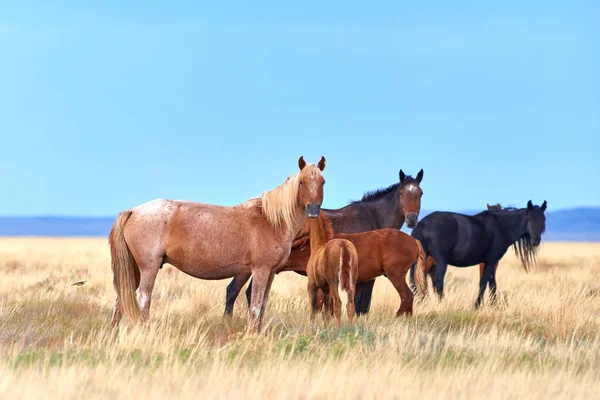 Lindo Cavalo Potro Pastando Estepe Seca Ásia Central Cavalos Selvagens — Fotografia de Stock