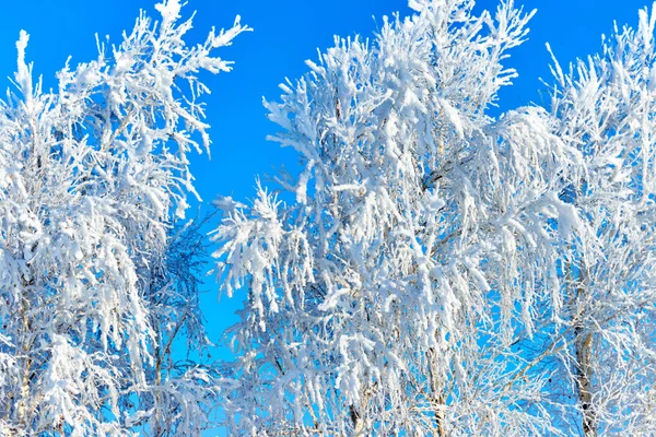 Birch Tree Covered Hoarfrost Blue Sky Background — Stock Photo, Image