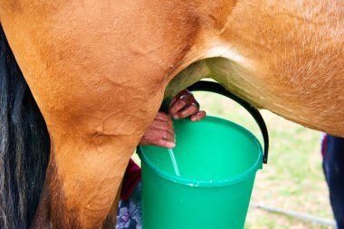 El mares.Milking Mare Kazakistan'daki sağım.