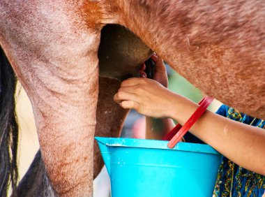 El mares.Milking Mare Kazakistan'daki sağım.