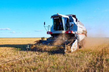 Tahıl hasat. Tarım. Tahıl hasat combine.Combine hasat mavi gökyüzü ile bir buğday alanı.