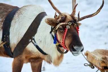 Kuzey ev geyik. Kuzey geyik boynuzları ve kafasında kırmızı koşum takımı ile.