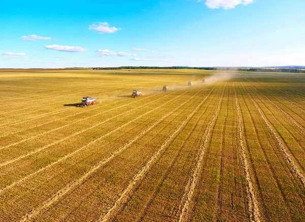 Grain Harvesting Harvester Machines Working Field Agriculture Aerial View Combine — Stock Photo, Image