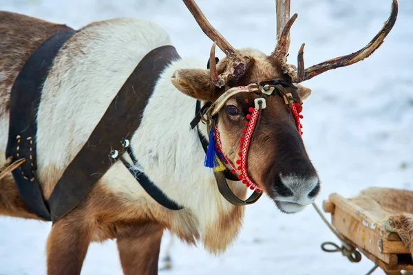 Kuzey ev geyik. Kuzey geyik boynuzları ve kafasında kırmızı koşum takımı ile.