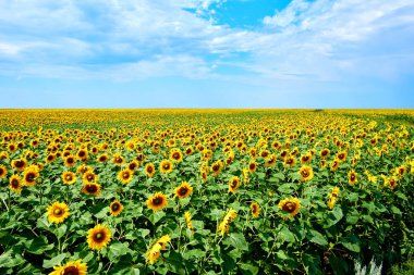 Ayçiçeği tarlası. Sarı ayçiçeği alanında büyümek. Tarımsal ürün. Bir arka plan mavi gökyüzü üzerinde çiçek açan Ayçiçeği tarlası.