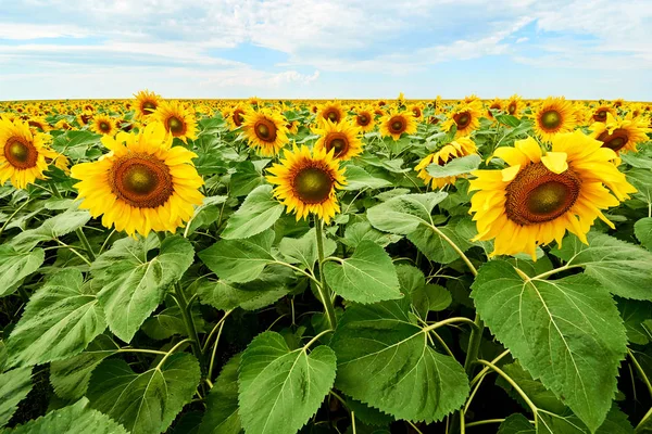 Field of sunflowers. Yellow sunflowers grow in the field. Agricultural crops.Yellow sunflower field with cloudy blue sky.