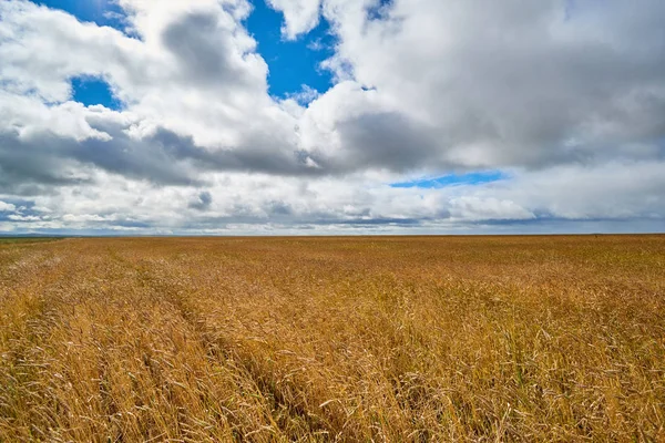 Cereal Fields Cloudy Sky Golden Field — Stock Photo, Image
