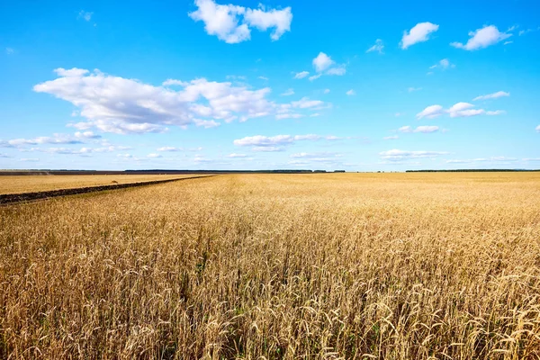 Cereal Fields Golden Wheat Field Blue Sky Background — Stock Photo, Image