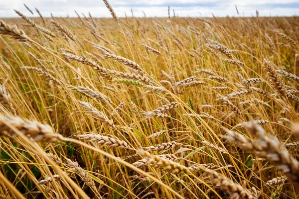 Cereal Fields Spikelets Field Cereal Fields — Stock Photo, Image