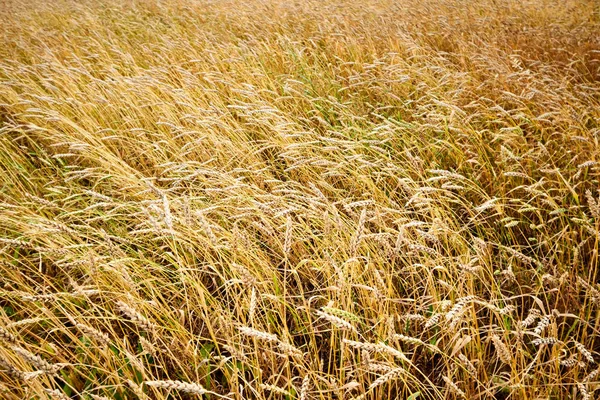 Cereal Fields Spikelets Field Cereal Fields — Stock Photo, Image