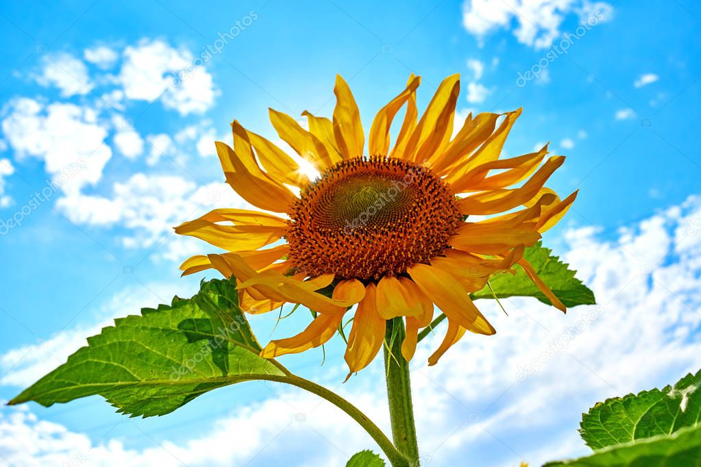 Close-up of sunflower. Sunflower with blue sky.  Field of sunflowers. Yellow sunflowers grow in the field. Agricultural crops.