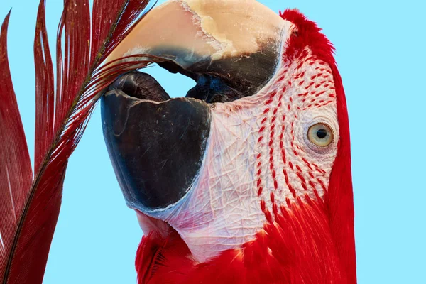 Colorful Portrait Red Macaw Parrot Portrait Ara Macao Self Cleaning — Stock Photo, Image