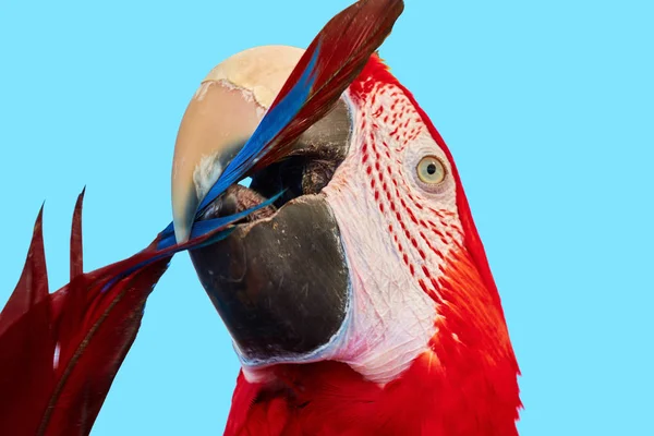 Colorful Portrait Red Macaw Parrot Portrait Ara Macao Self Cleaning — Stock Photo, Image