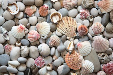 Deniz kabukları ve deniz yıldızlarının güzel arkaplanı