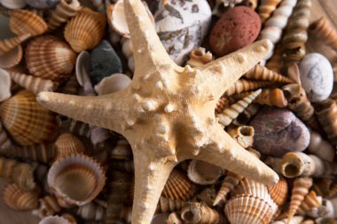Deniz kabukları ve deniz yıldızlarının güzel arkaplanı