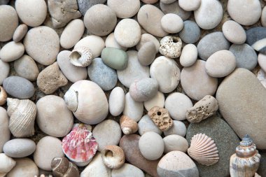 Deniz kabukları ve taşların güzel arkaplanı