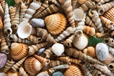 Deniz kabukları ve taşların güzel arkaplanı