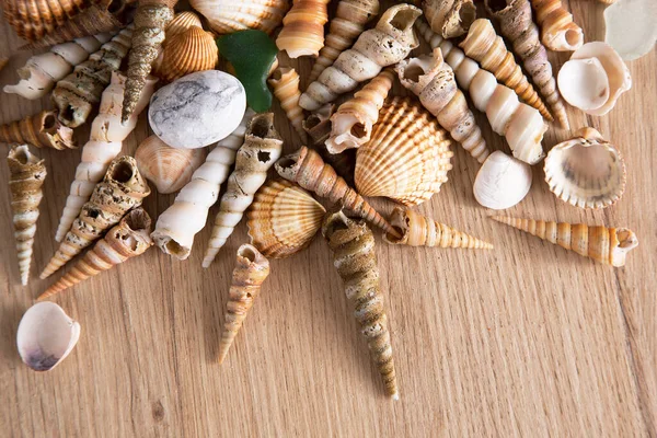 Schöner Hintergrund Von Muscheln Und Steinen — Stockfoto