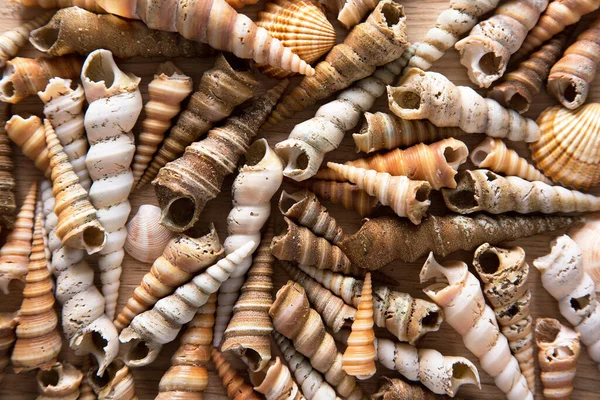 Красивий Фон Морських Раковин — стокове фото