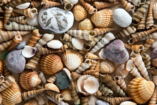 Красивий Фон Морських Раковин Каменів — стокове фото