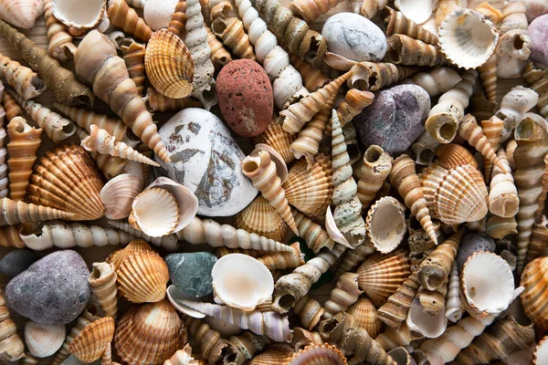 Beautiful Background Sea Shells Stones — Stock Photo, Image