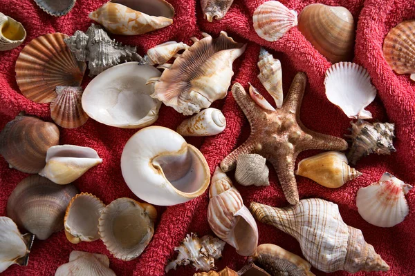 Exotic Background Sea Stars Seashells Beach Towel — Stock Photo, Image