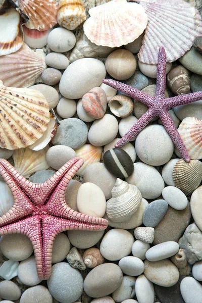 貝殻やヒトデの美しい背景 — ストック写真