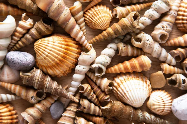 Beautiful Background Sea Shells Stones — Stock Photo, Image