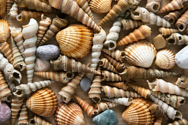 Schöner Hintergrund Von Muscheln Und Steinen — Stockfoto