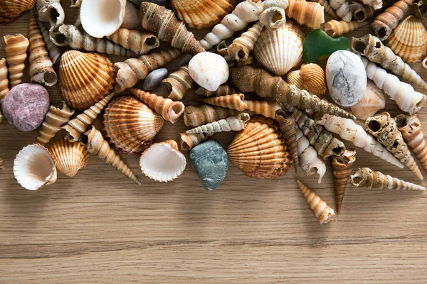 Schöner Hintergrund Von Muscheln Und Steinen — Stockfoto