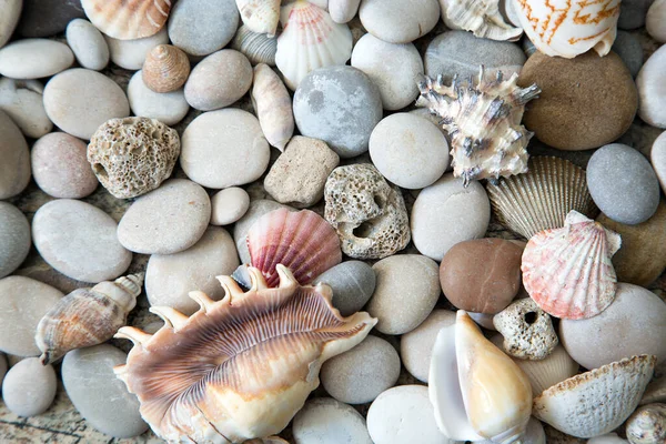 Schöner Hintergrund Von Muscheln Und Steinen — Stockfoto