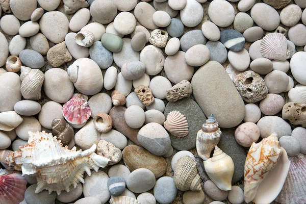 Gyönyörű Háttér Tengeri Kagylók Kövek — Stock Fotó