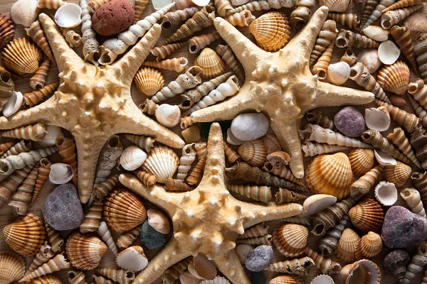貝殻やヒトデの美しい背景 ロイヤリティフリーのストック写真