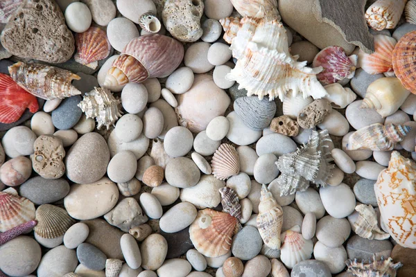 Schöner Hintergrund Von Muscheln Und Steinen Stockbild