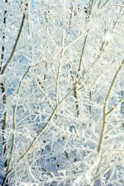 Ağacın içinde göstermek