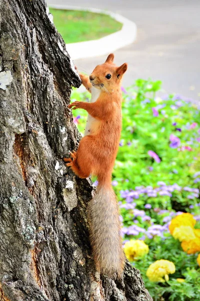 Red squirrel with grey tail on birch trunk