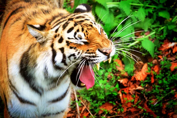 Amur Tiger Roaring — Stock Photo, Image