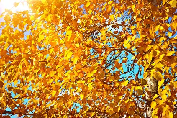 Birch Brunches Autumn — Stock Photo, Image